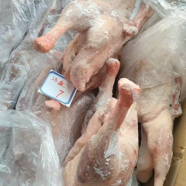 两光鹅