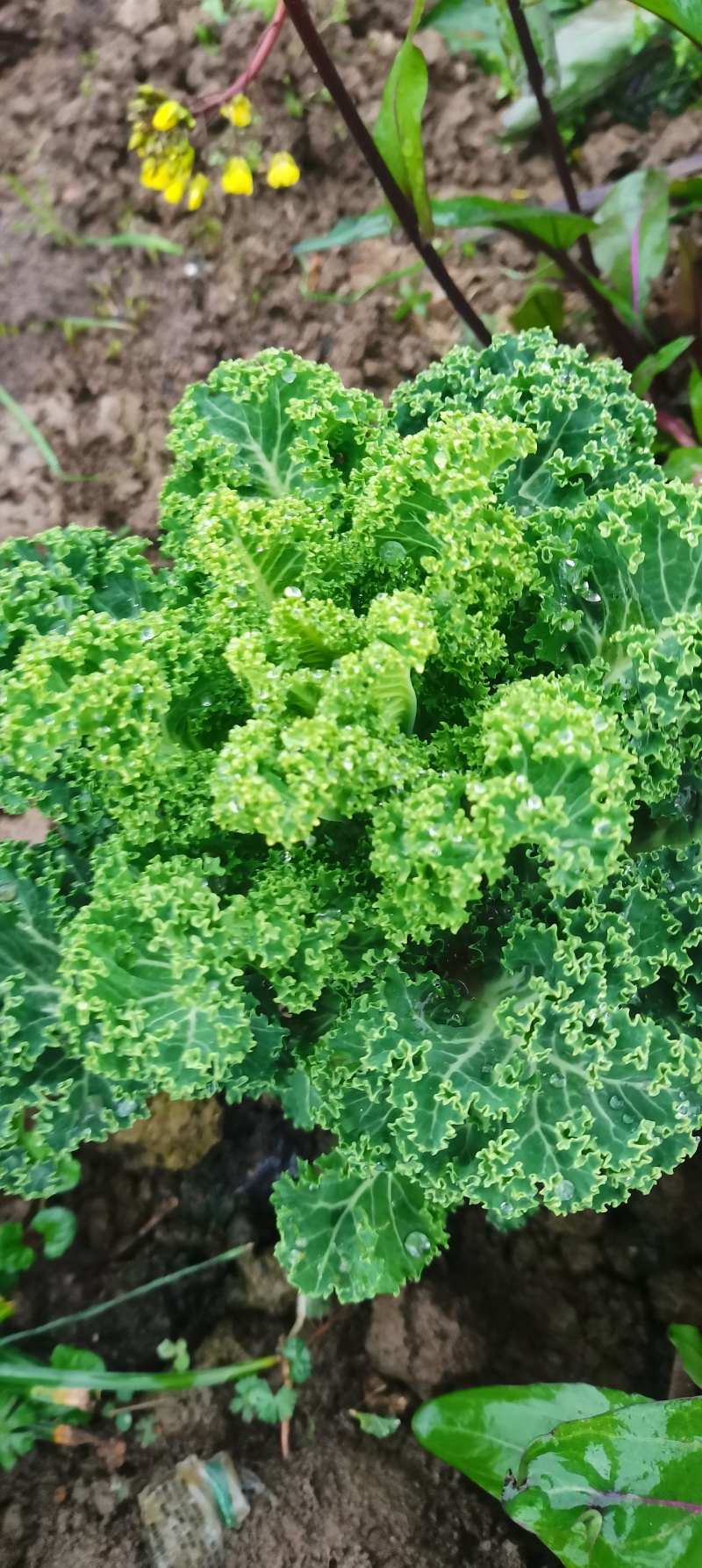 本地新鲜红根蒜苗，现拔现发，产地直销，量大成优。