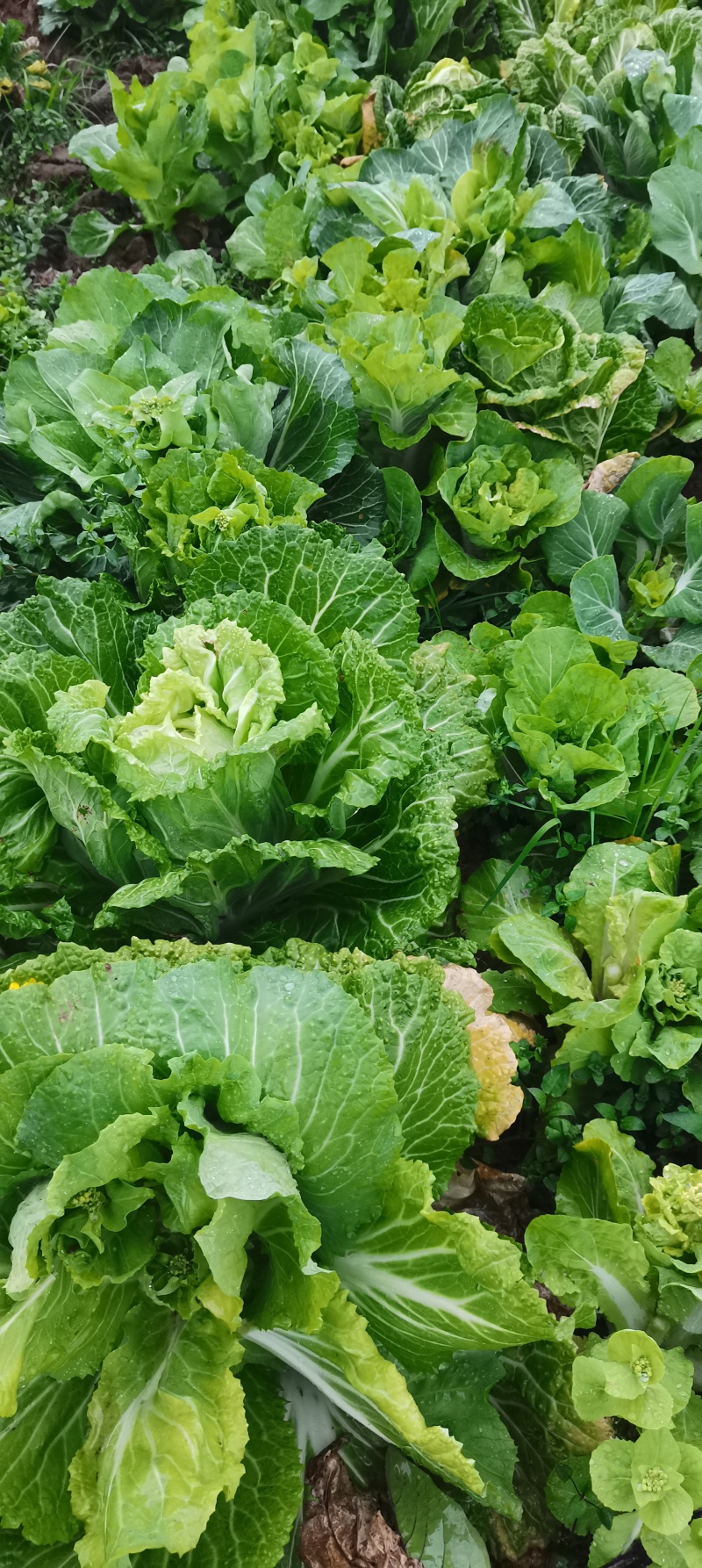 本地新鲜红根蒜苗，现拔现发，产地直销，量大成优。