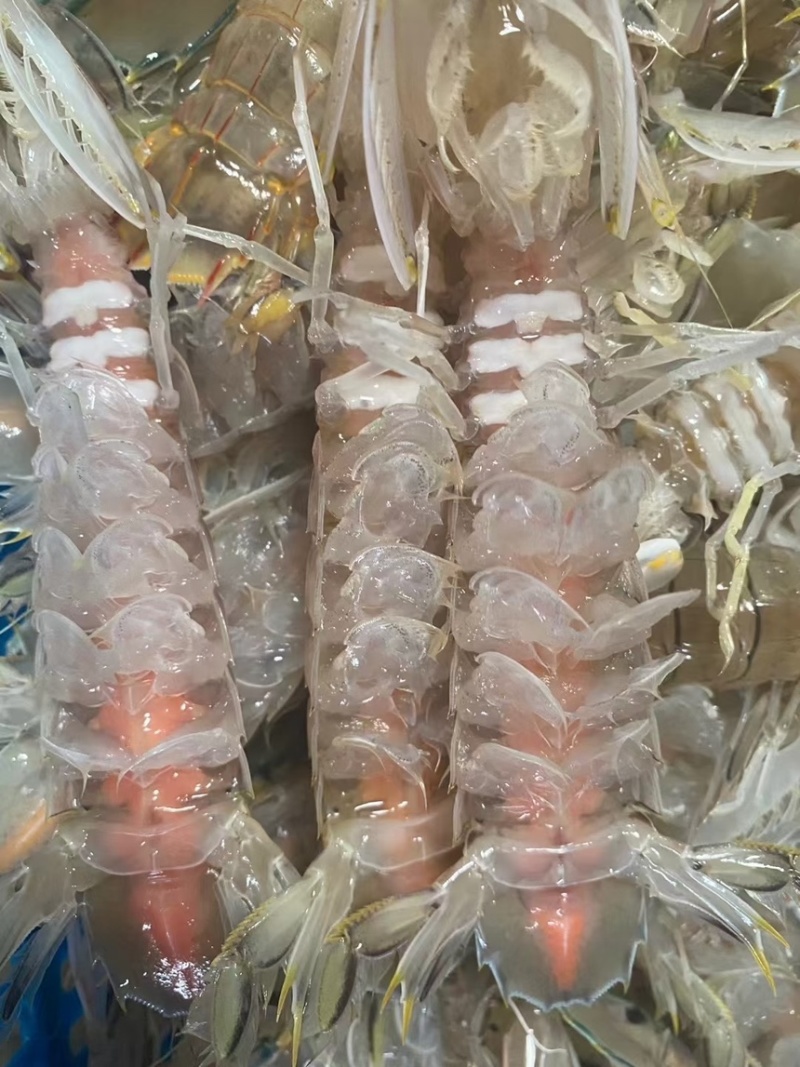 膏皮皮虾活煮的条条肉质饱满有肉，适合各大酒店，大排