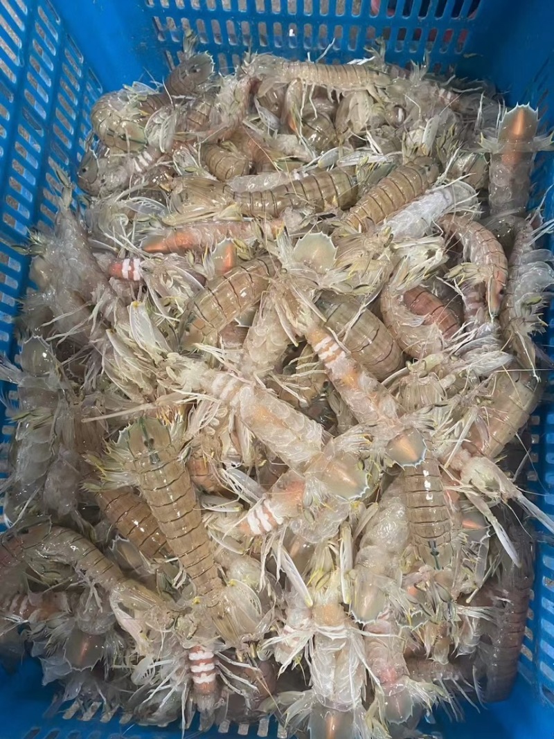 膏皮皮虾活煮的条条肉质饱满有肉，适合各大酒店，大排