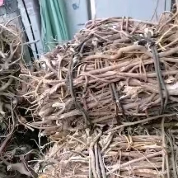 野生五指毛桃