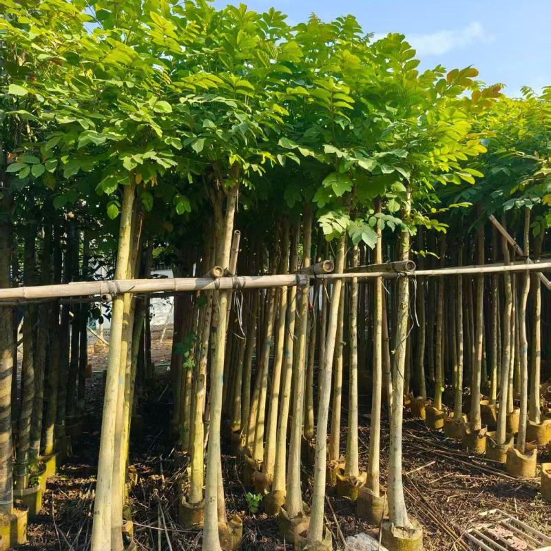 大量出售火焰木3-10公分