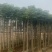 大量出售火焰木3-10公分
