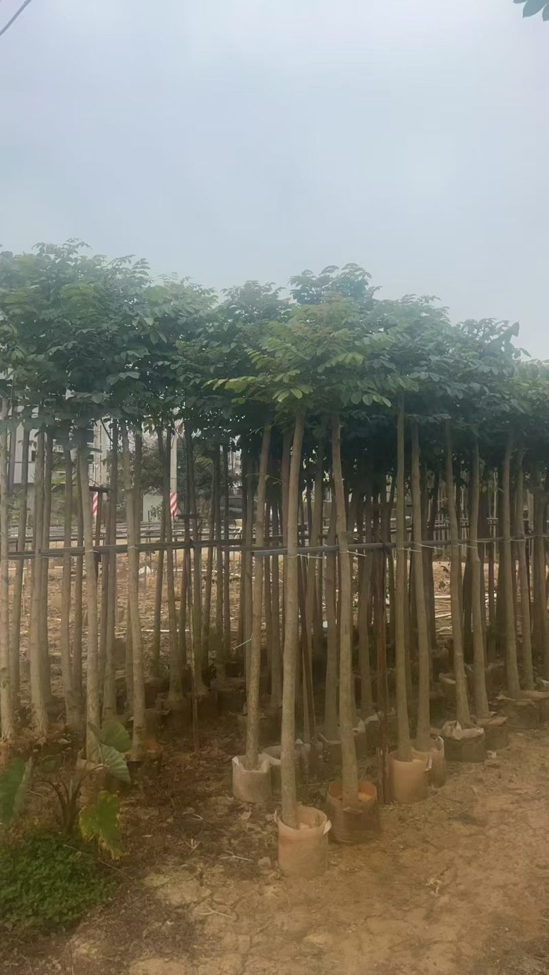 大量出售火焰木3-10公分