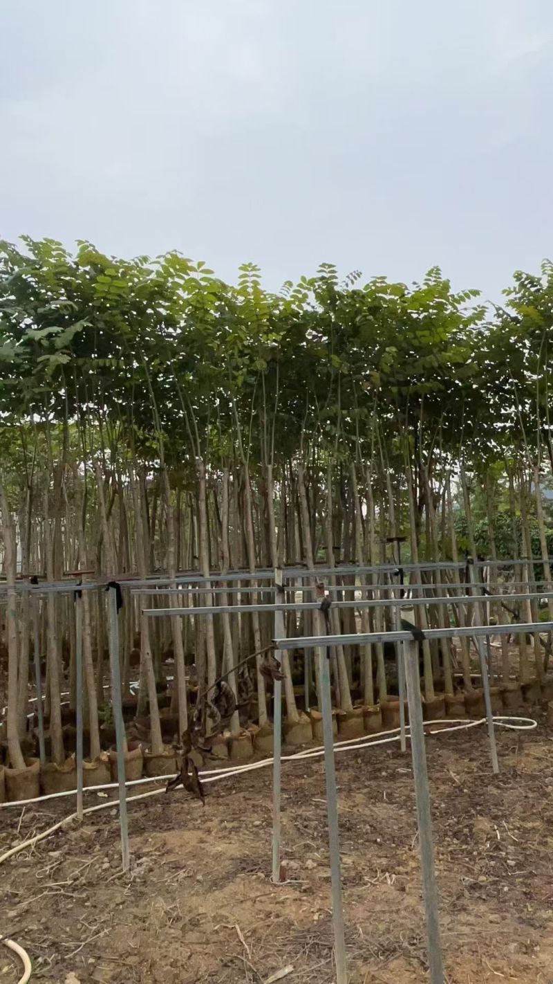 大量出售火焰木3-10公分