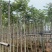 大量出售火焰木3-10公分