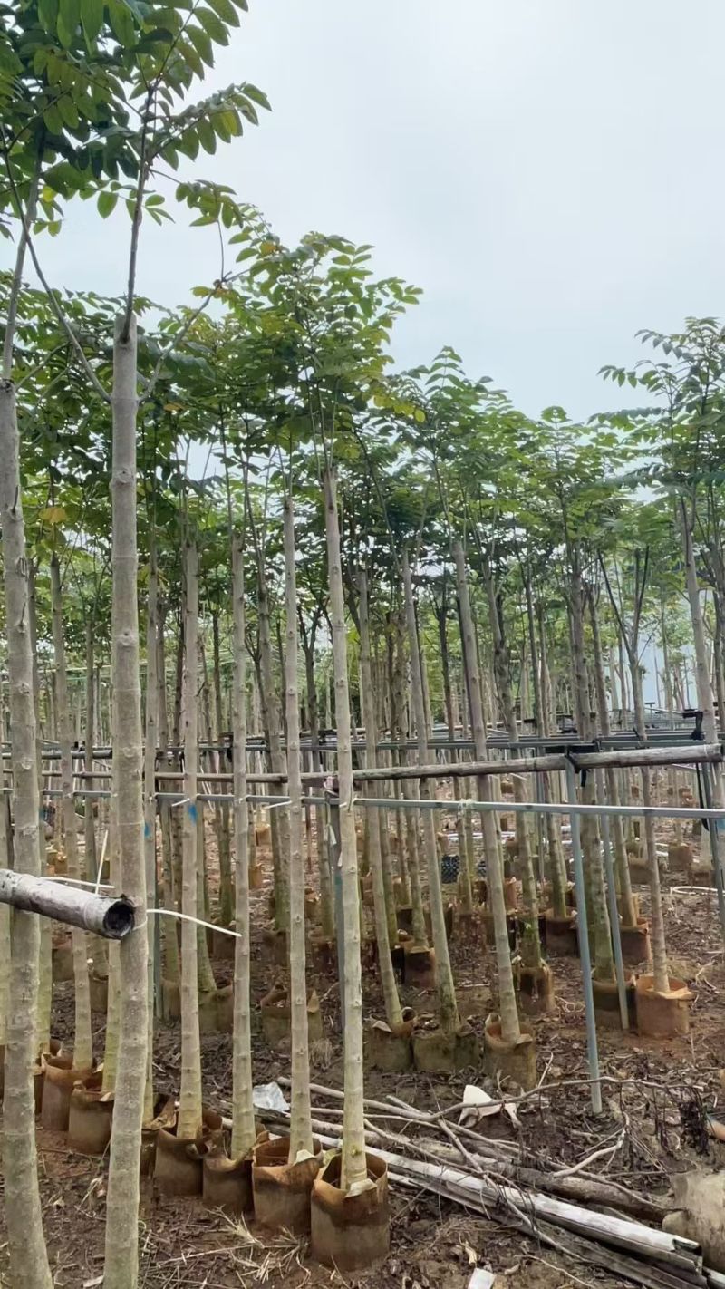 大量出售火焰木3-10公分