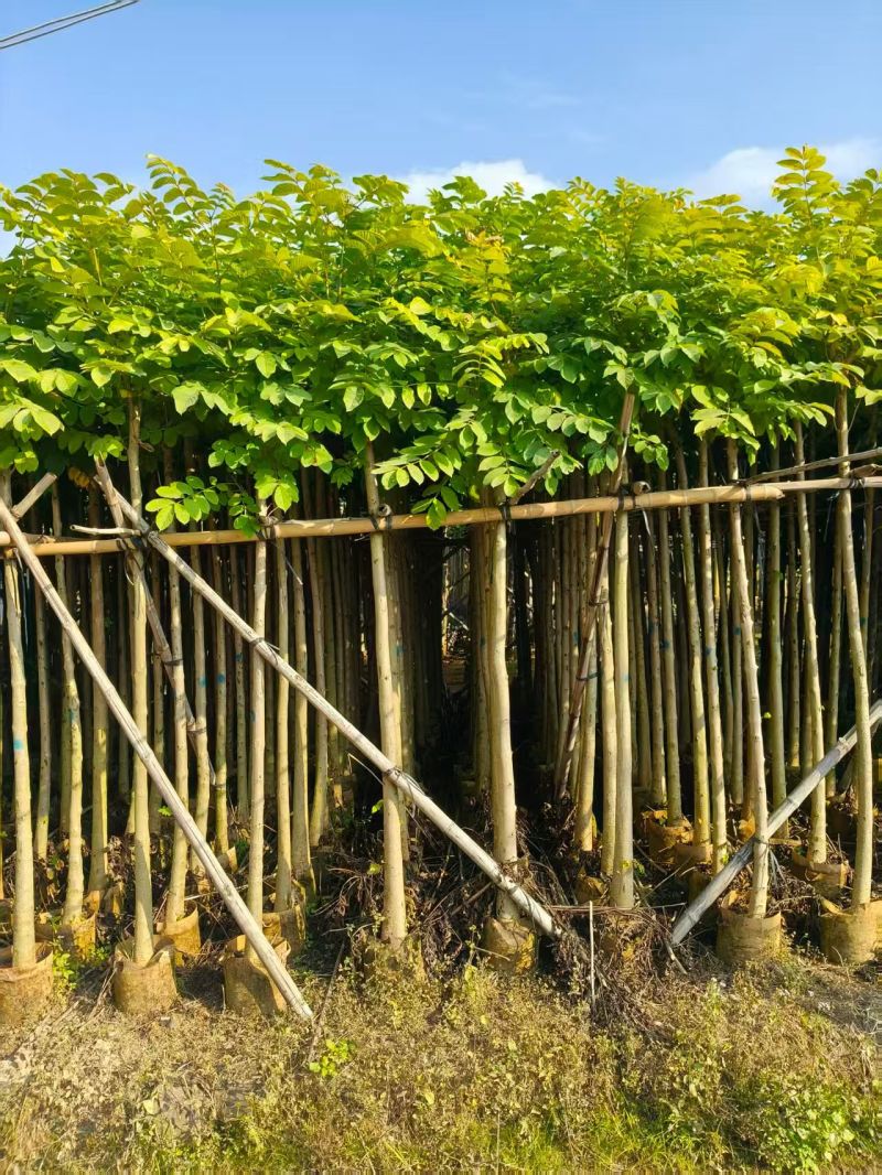 大量出售火焰木3-10公分