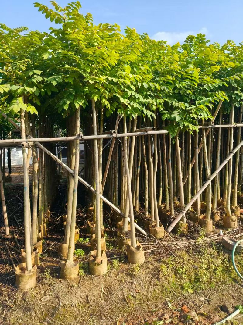 大量出售火焰木3-10公分