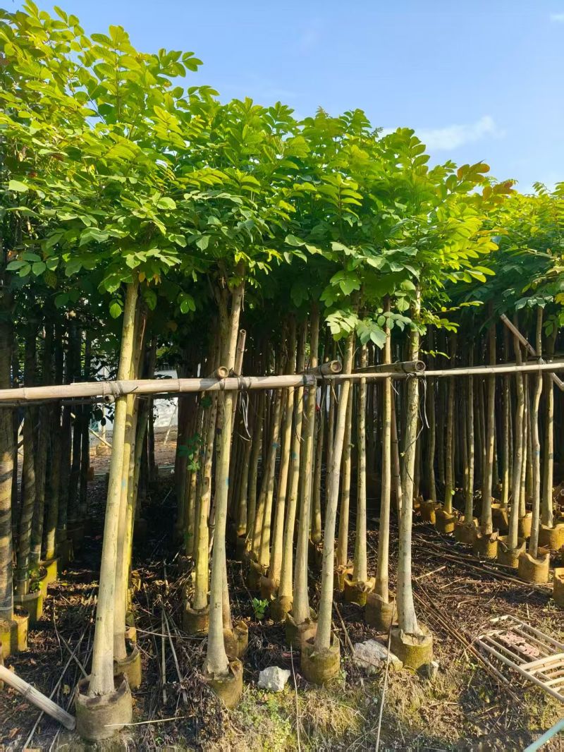 大量出售火焰木3-10公分
