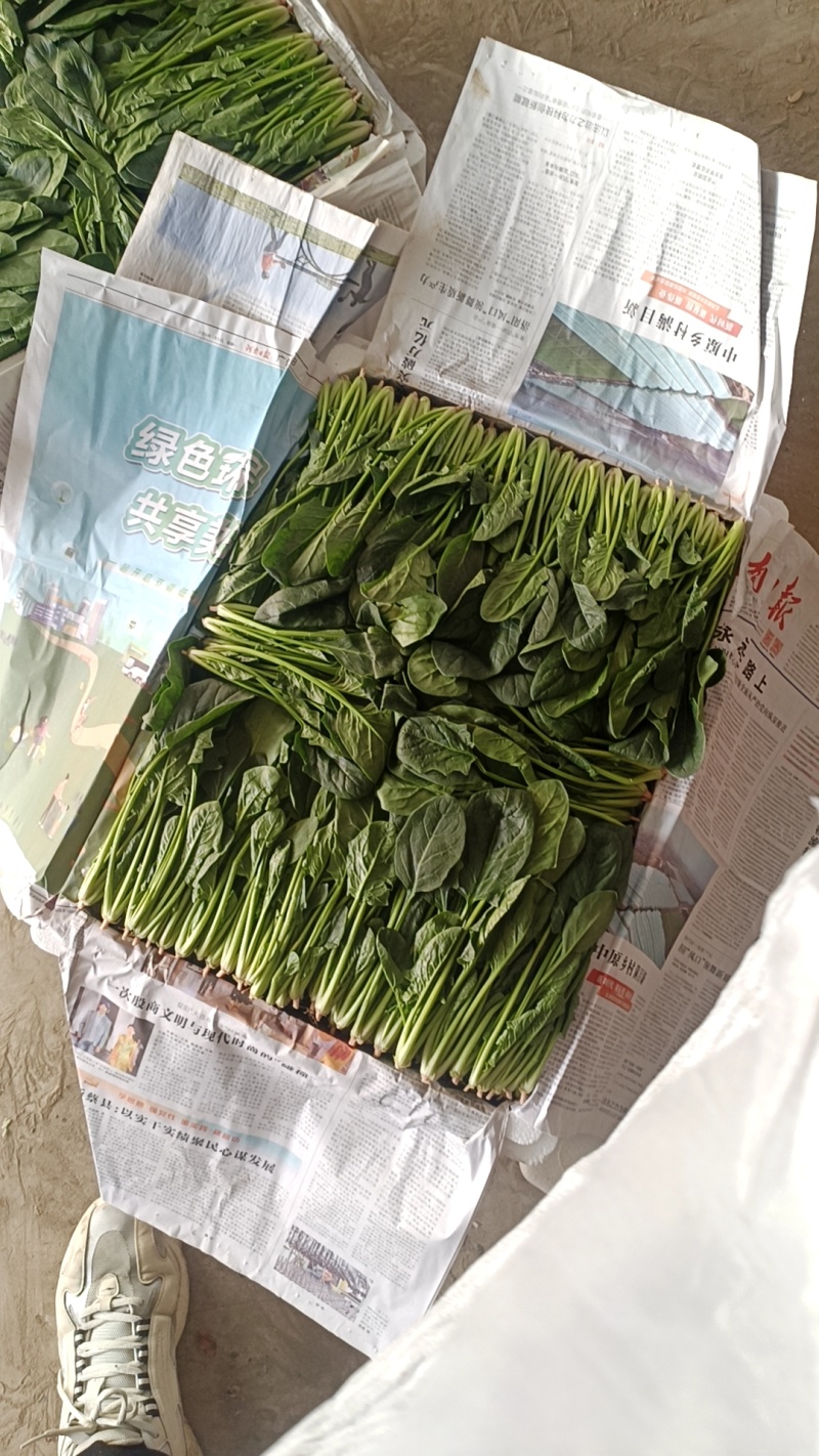 菠菜