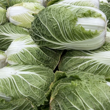 大量优质白菜