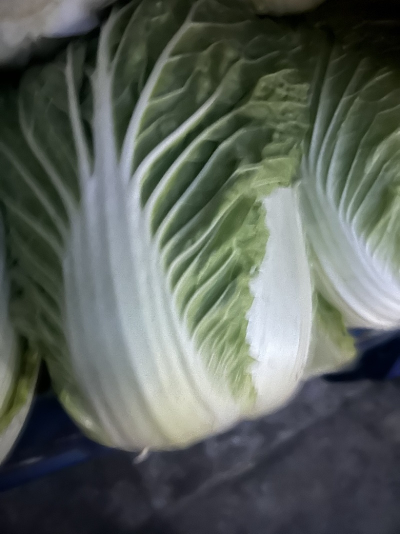 大量优质白菜