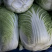 大量优质白菜