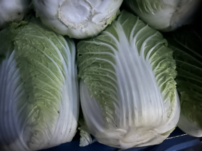 大量优质白菜