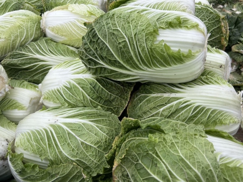大量优质白菜