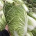 大量优质白菜