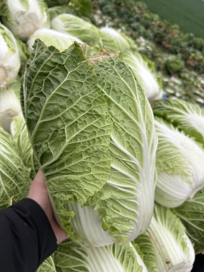 大量优质白菜