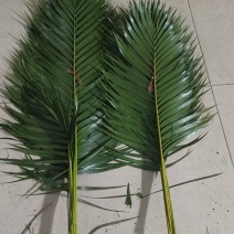 散尾叶，