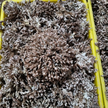 源头种植食用菌武夷山龙爪菇猫爪鸡爪火锅新鲜珊瑚自产自销直