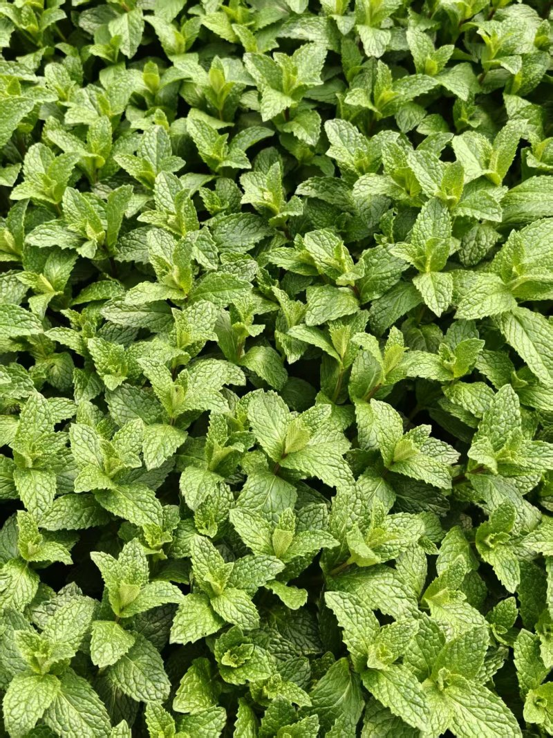 薄荷