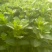 薄荷