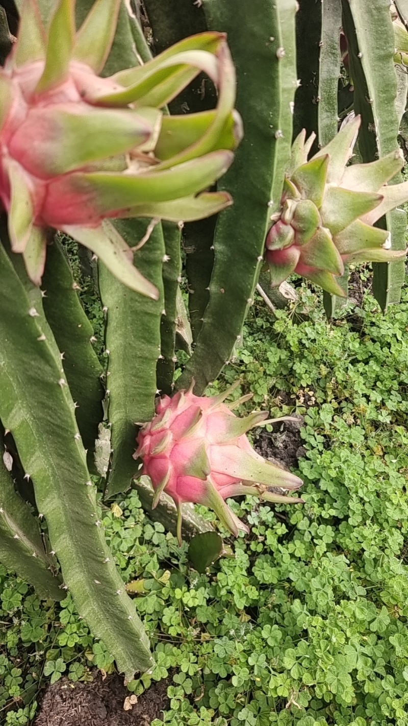 火龙果