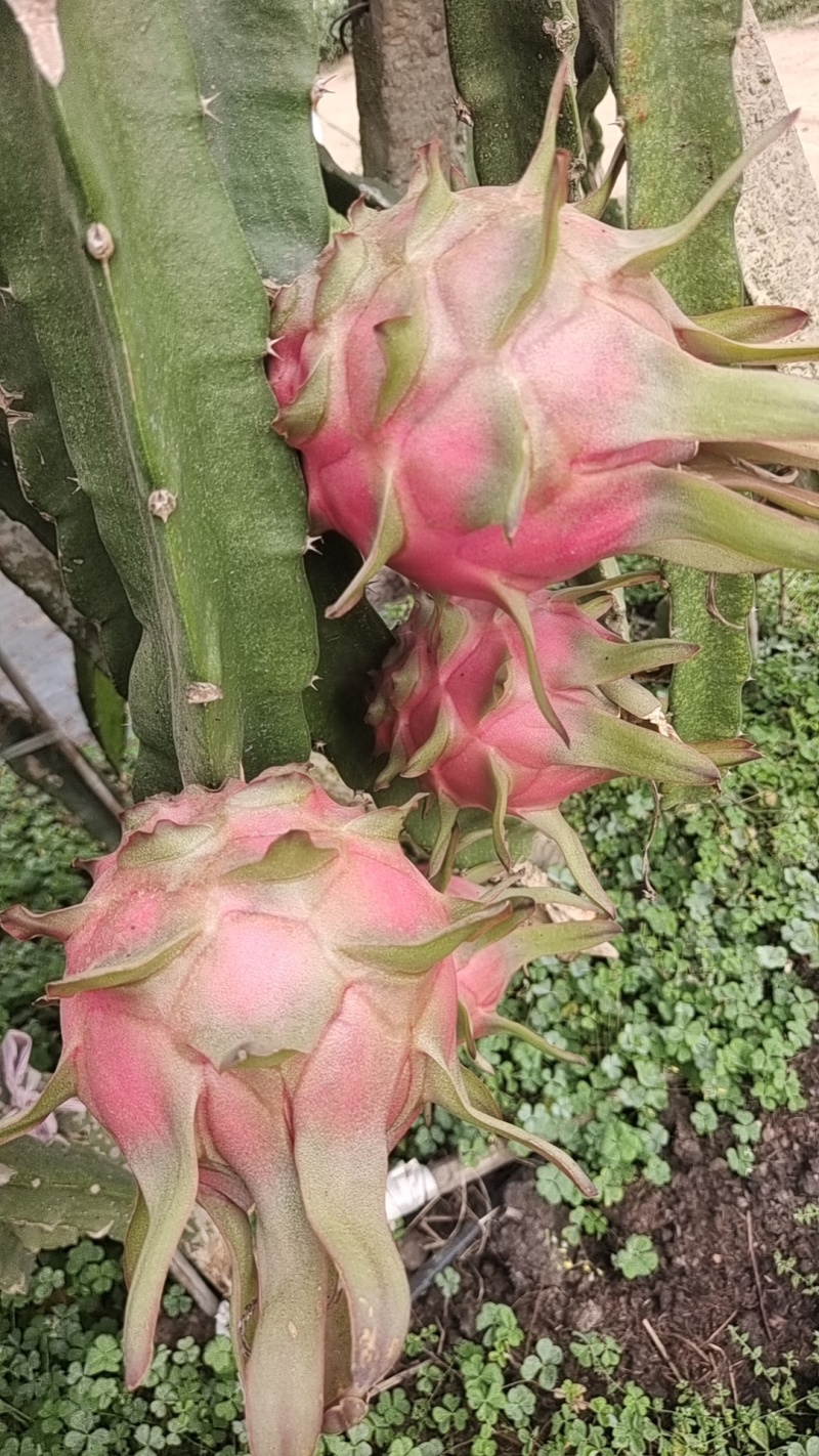 火龙果