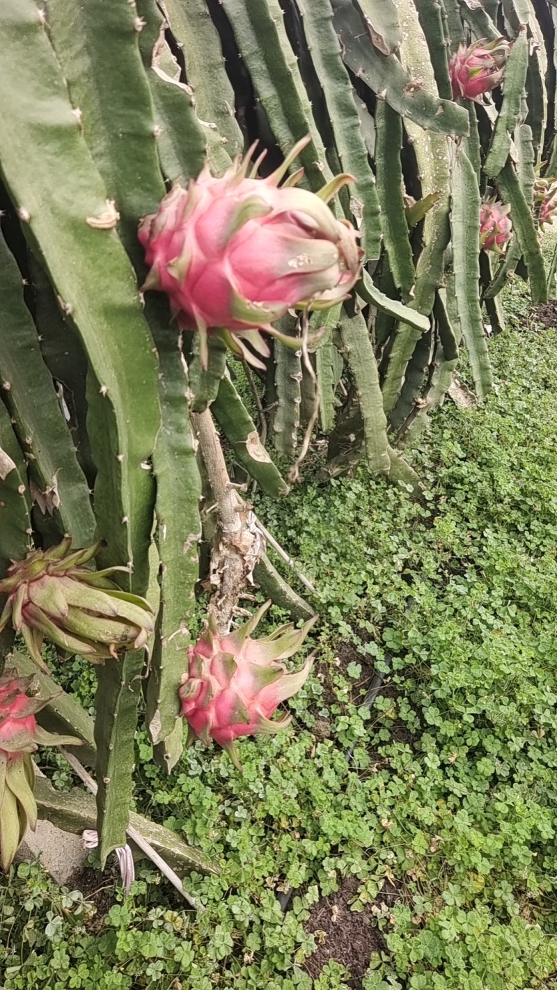 火龙果