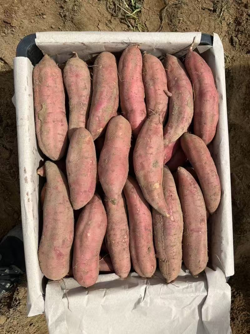 精品济薯大量上市品质保证量大从优一手货源欢迎联系