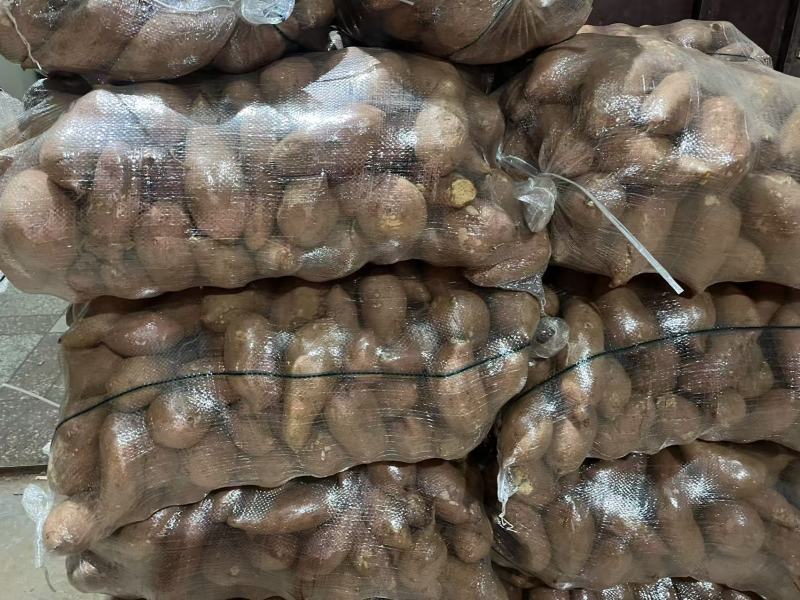 精品济薯大量上市品质保证量大从优一手货源欢迎联系