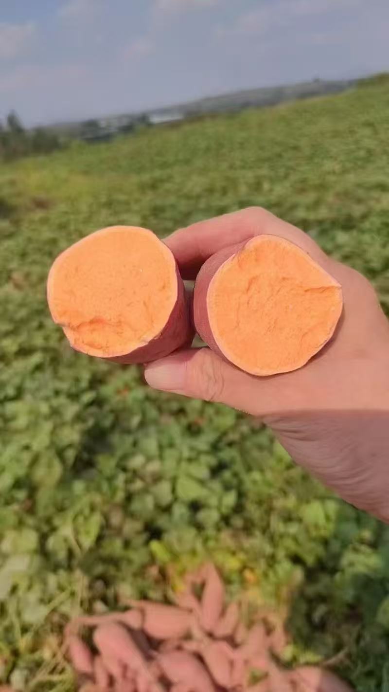 广东精品西瓜红红薯大量上市品质保证量大从优一手货源