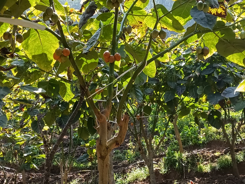树番茄