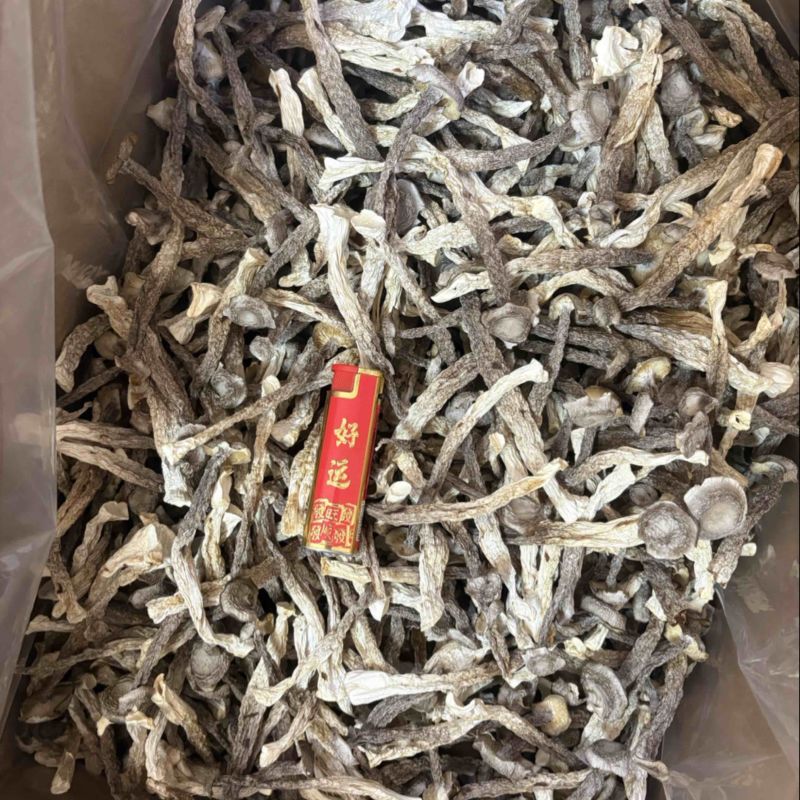 精品鹿茸菇