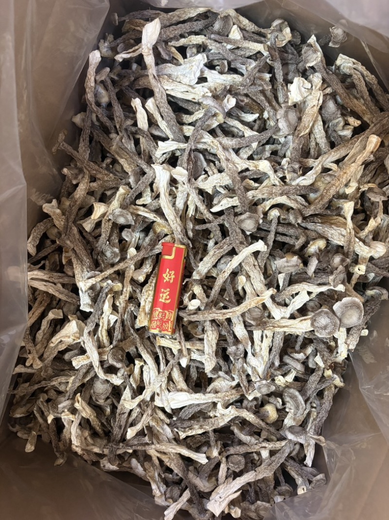 精品鹿茸菇