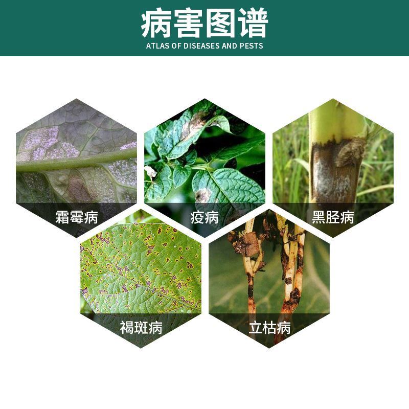 宝灵宝克25%甲霜灵霜霉威盐酸盐黄瓜霜霉晚疫立枯病农药