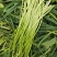 小批量蒜苔上市每天新鲜，有没有采购的