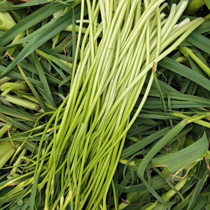 小批量蒜苔上市每天新鲜，有没有采购的