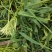 小批量蒜苔上市每天新鲜，有没有采购的