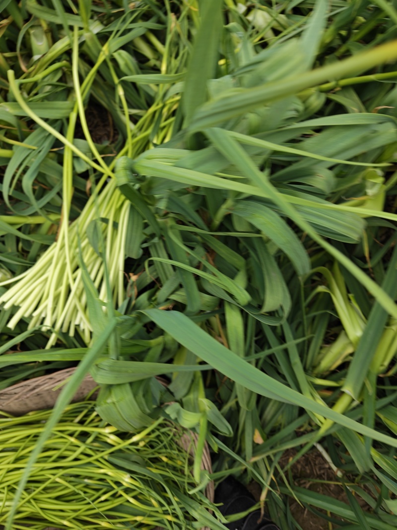 小批量蒜苔上市每天新鲜，有没有采购的