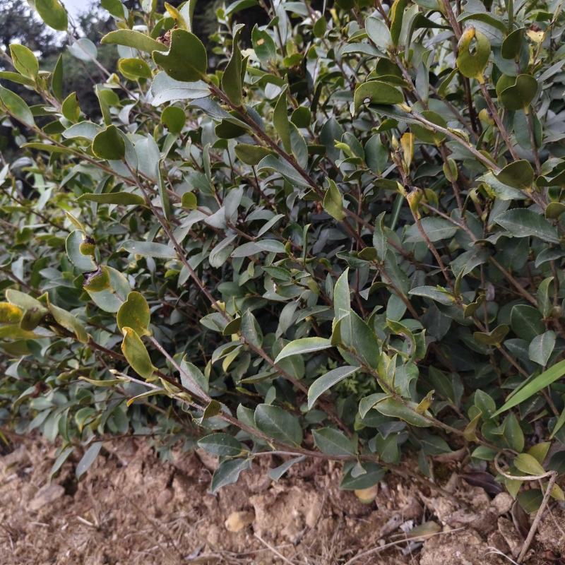 油茶嫁接苗