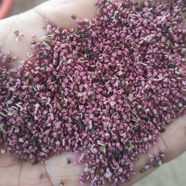 河北赵县，亿农活性花粉研究中心，加工中心