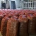2026精品豌豆以大量上市欢迎全国各地客商前来选购