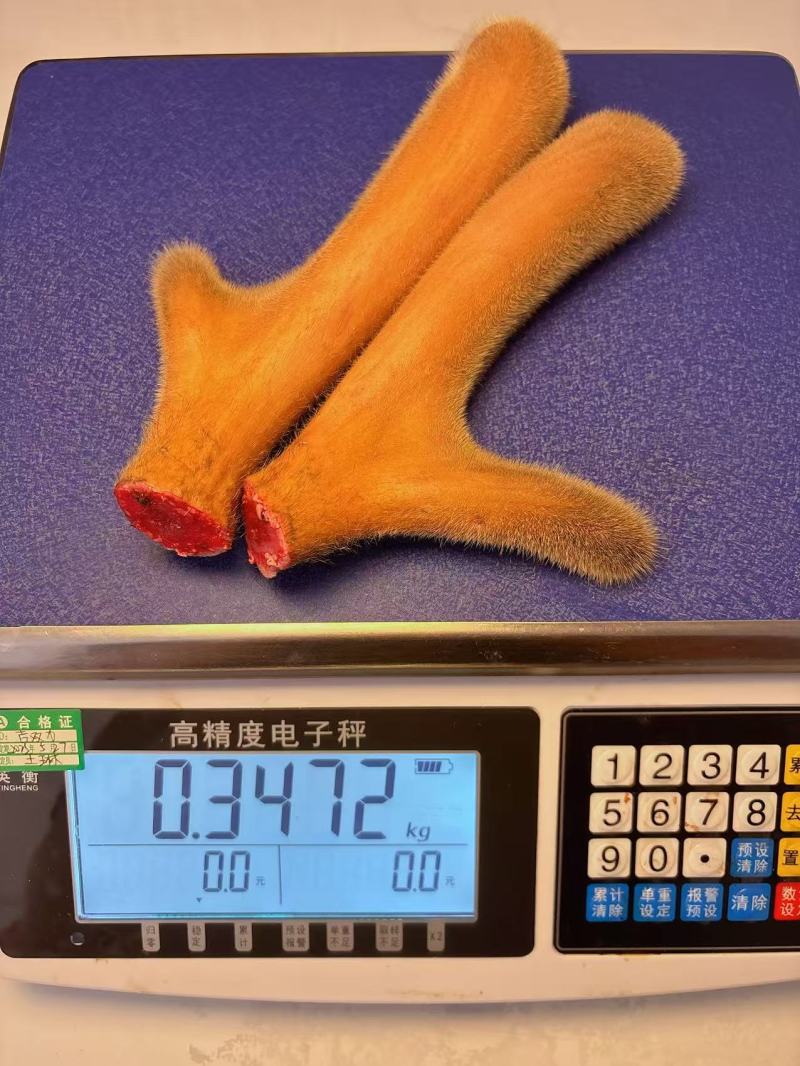 梅花鹿茸鹿场直发一手货源鹿场发货一件代发