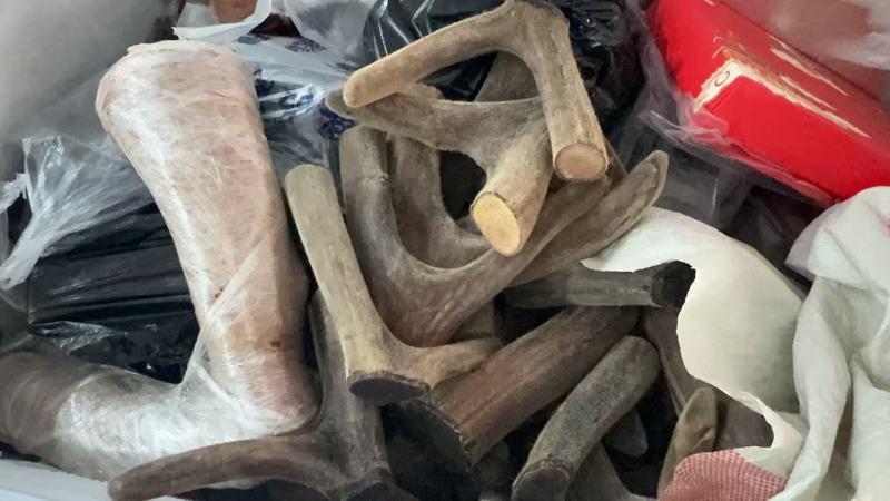 鹿茸大量供应源头价格低欢迎加工厂来合作