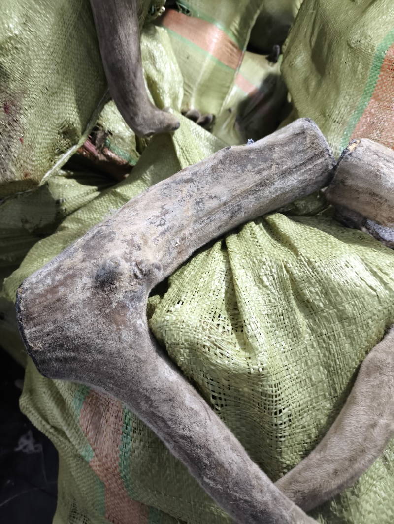 鹿茸大量供应源头价格低欢迎加工厂来合作