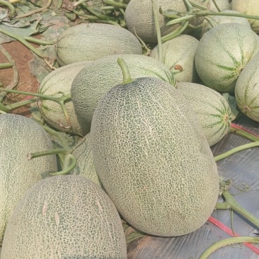 新鲜哈密瓜