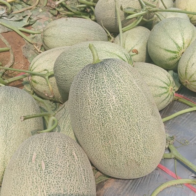 新鲜哈密瓜