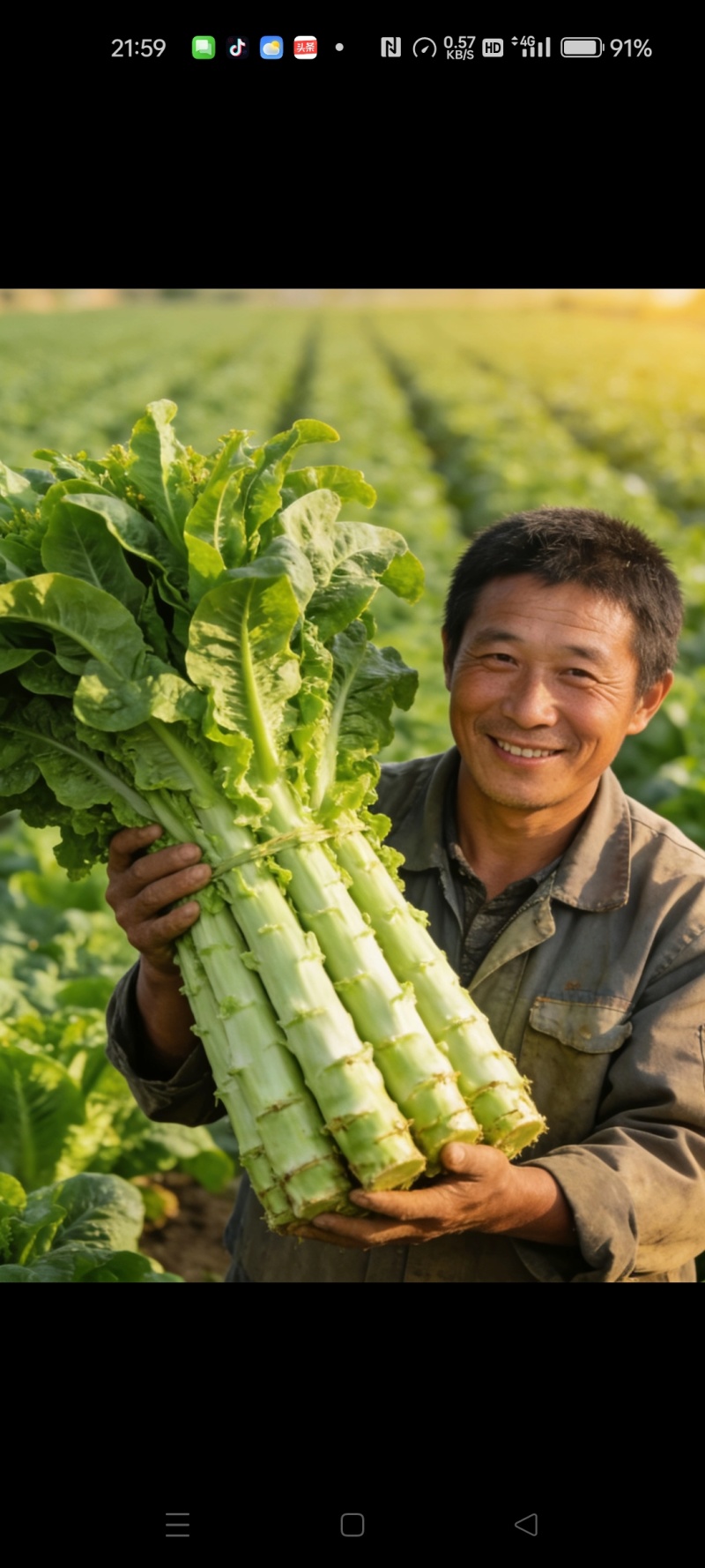 万亩莴笋欢迎您